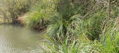 Carex elata