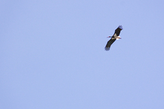 Ciconia nigra