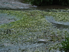 Ranunculus aquatilis