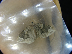 Eulithis prunata