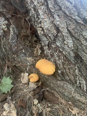 Buchwaldoboletus lignicola