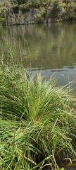 Carex elata