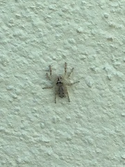 Salticinae