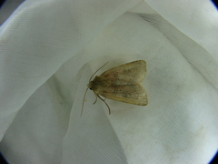 Diarsia rubi