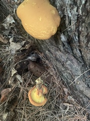 Buchwaldoboletus lignicola