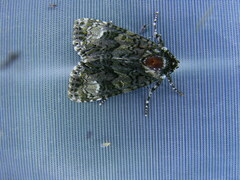 Craniophora ligustri
