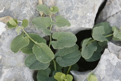 Aristolochia microstoma