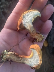 Buchwaldoboletus lignicola