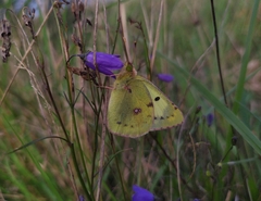Colias hyale