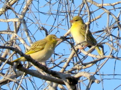 Ploceus velatus caurinus