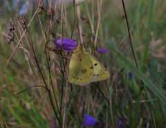 Colias hyale