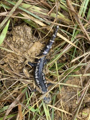 Ambystoma opacum