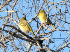 Ploceus velatus caurinus