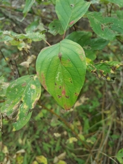 Cornus sericea