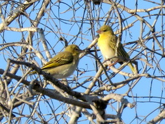 Ploceus velatus caurinus
