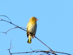 Ploceus velatus caurinus