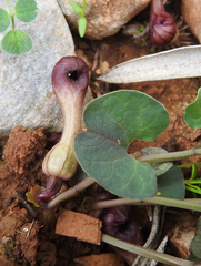 Aristolochia microstoma