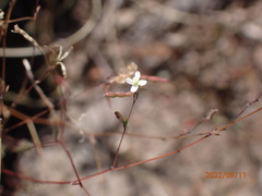 Gayophytum
