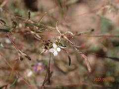 Gayophytum