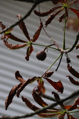 Aesculus hippocastanum