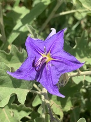 Solanum houstonii