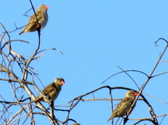 Quelea quelea lathamii