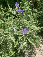 Solanum houstonii