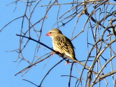 Quelea quelea lathamii