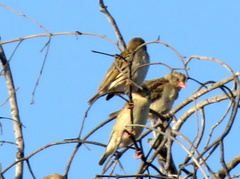 Quelea quelea lathamii