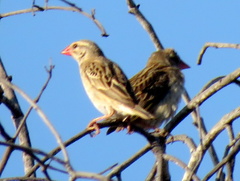 Quelea quelea lathamii