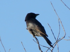 Dicrurus adsimilis apivorus