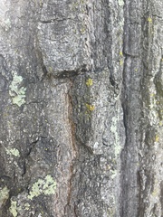 Quercus ellipsoidalis