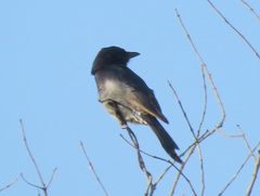 Dicrurus adsimilis apivorus