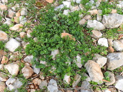 Aristolochia microstoma
