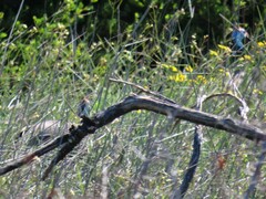 Numida meleagris coronatus