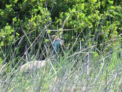 Numida meleagris coronatus