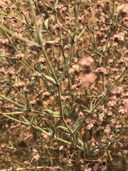 Eriogonum angulosum
