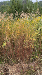 Phragmites australis americanus