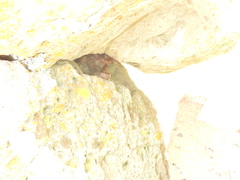 Imantodes gemmistratus