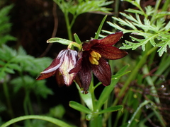 Fritillaria camschatcensis