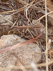 Geomantis larvoides