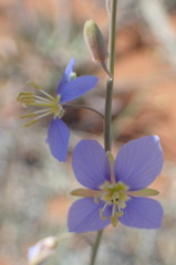 Heliophila lactea