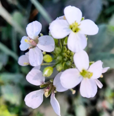 Diplotaxis erucoides