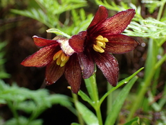 Fritillaria camschatcensis