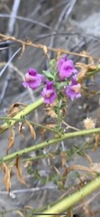Sairocarpus pusillus