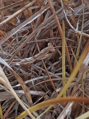 Geomantis larvoides