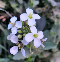 Diplotaxis erucoides