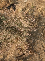 Eriogonum angulosum