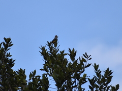 Ptiliogonys cinereus