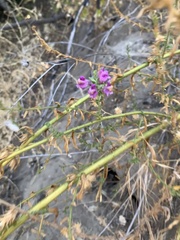 Sairocarpus pusillus